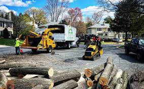 Professional Tree Care in Guadalupe, CA