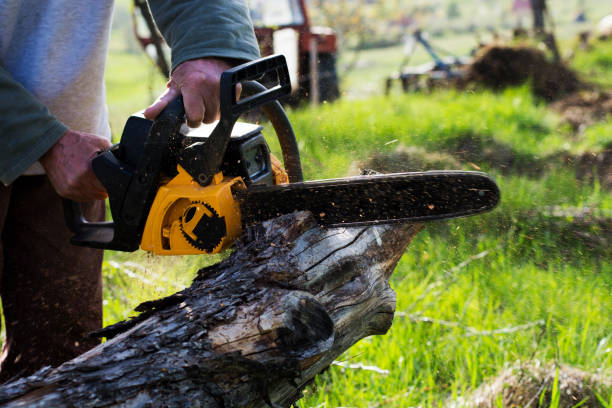 How Our Tree Care Process Works  in  Guadalupe, CA